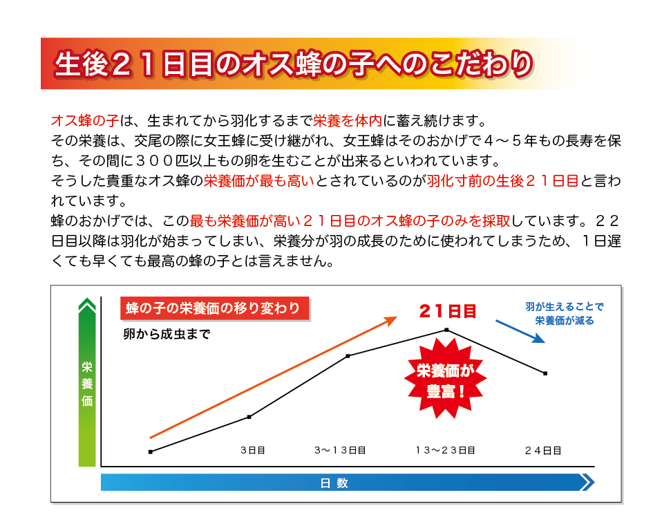 生後21日目のオス蜂の子へのこだわり。オス蜂の子は、生まれてから羽化するまで栄養を体内に蓄え続けます。その栄養は、交尾の際に女王蜂に受け継がれ、女王蜂はそのおかげで４～５年もの長寿を保ち、その間に３００匹以上もの卵を生むことが出来るといわれています。そうした貴重なオス蜂の栄養価が最も高いとされているのが羽化寸前の生後２１日目と言われています。蜂のおかげでは、この最も栄養価が高い２１日目のオス蜂の子のみを採取しています。２２日目以降は羽化が始まってしまい、栄養分が羽の成長のために使われてしまうため、１日遅くても早くても最高の蜂の子とは言えません。