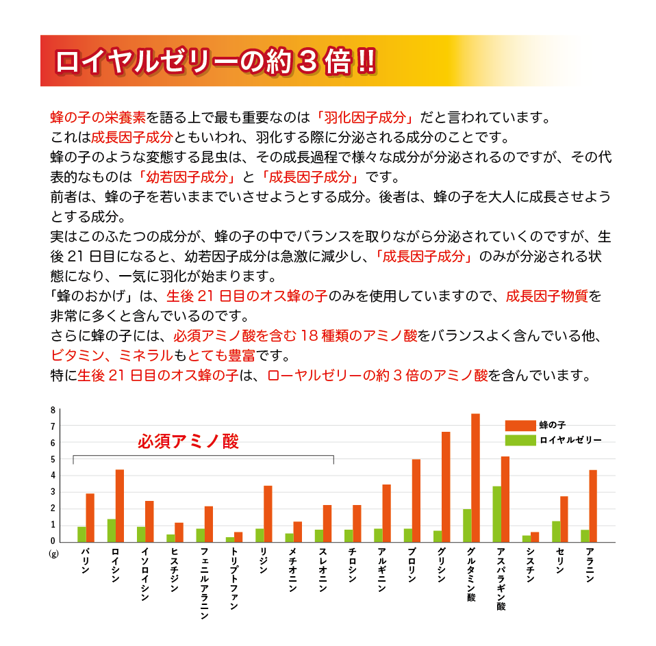 ロイヤルゼリーの約3倍。蜂の子の栄養素を語る上で最も重要なのは「羽化因子成分」だと言われています。これは成長因子成分ともいわれ、羽化する際に分泌される成分のことです。蜂の子のような変態する昆虫は、その成長過程で様々な成分が分泌されるのですが、その代表的なものは「幼若因子成分」と「成長因子成分」です。前者は、蜂の子を若いままでいさせようとする成分。後者は、蜂の子を大人に成長させようとする成分。実はこのふたつの成分が、蜂の子の中でバランスを取りながら分泌されていくのですが、生後21日目になると、幼若因子成分は急激に減少し、「成長因子成分」のみが分泌される状態になり、一気に羽化が始まります。「蜂のおかげ」は、生後21日目のオス蜂の子のみを使用していますので、成長因子物質を非常に多くと含んでいるのです。さらに蜂の子には、必須アミノ酸を含む18種類のアミノ酸をバランスよく含んでいる他、ビタミン、ミネラルもとても豊富です。特に生後21日目のオス蜂の子は、ローヤルゼリーの約3倍のアミノ酸を含んでいます。